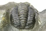 Multi-Toned Diademaproetus Trilobite - Ofaten, Morocco #286547-1